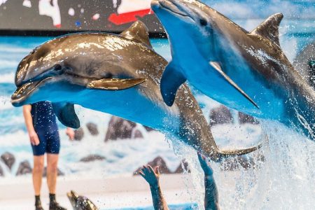Dolphin and Seal show VIP