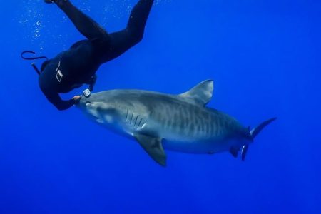 Shark Trainer Encounter