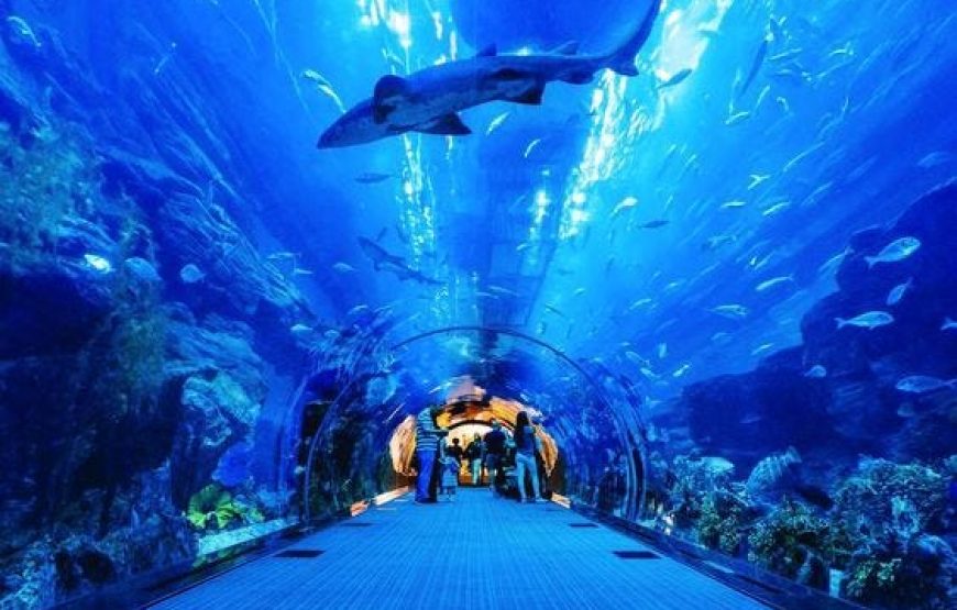 Dubai Mall – Dubai Aquarium & Underwater Zoo