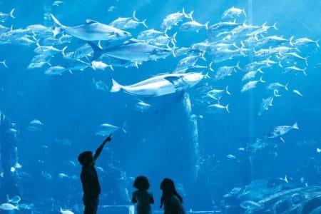 dubai day tour packages