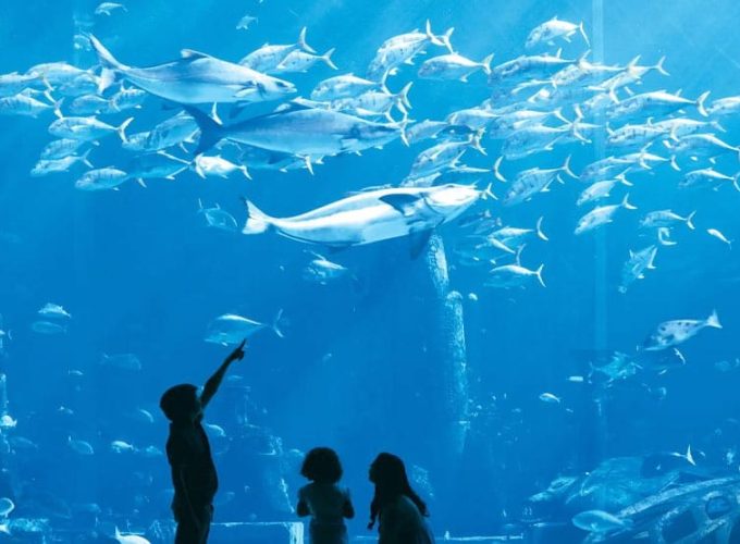 dubai day tour packages