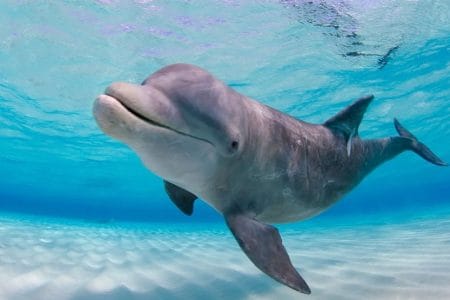 visit visa uae price today