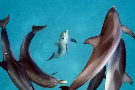 visit visa uae price today