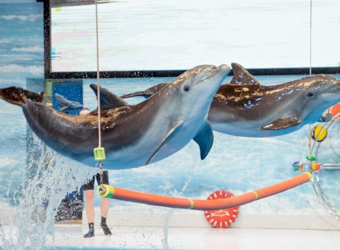dubai excursions booking