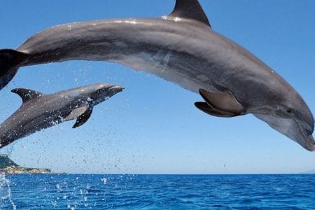 book dubai excursions