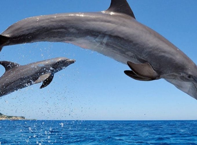 book dubai excursions