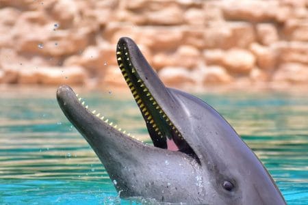 golden visa dubai price