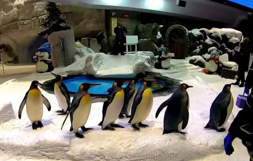 Dubai Mall – Penguin Cove