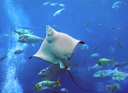 abu dhabi holiday packages